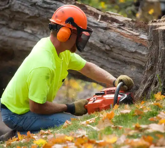 tree services Stem